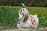 SHIH TZU 225